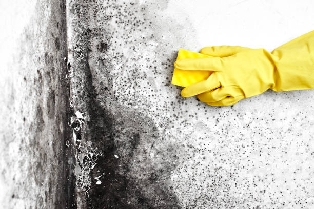 Best Certified Mold Removal  in Elkader, IA