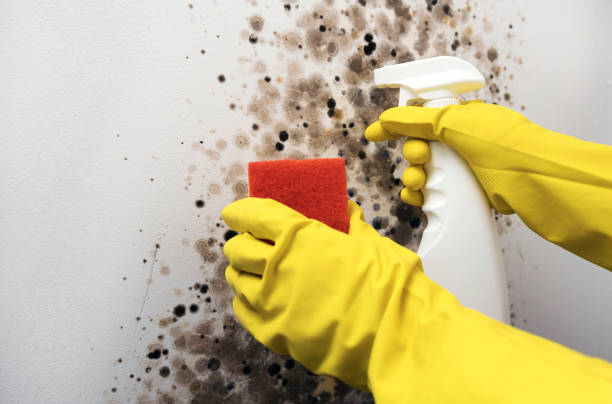 Best Black Mold Removal  in Elkader, IA