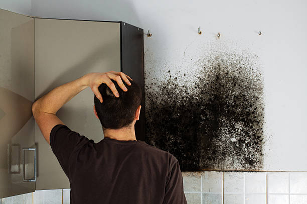 Best Attic Mold Removal  in Elkader, IA